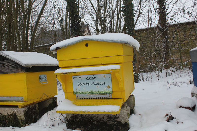 La ruche Sololbe Mouque